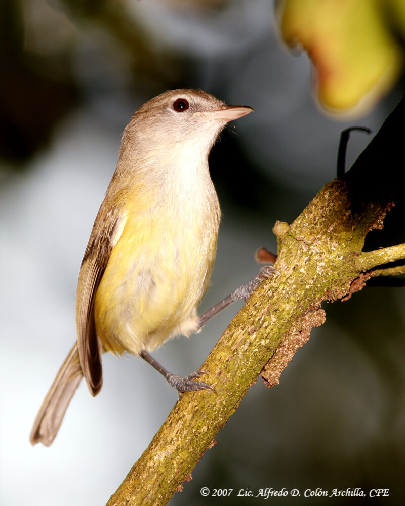 Puerto Rican Vireo