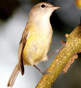 Puerto Rican Vireo