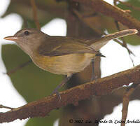 Puerto Rican Vireo