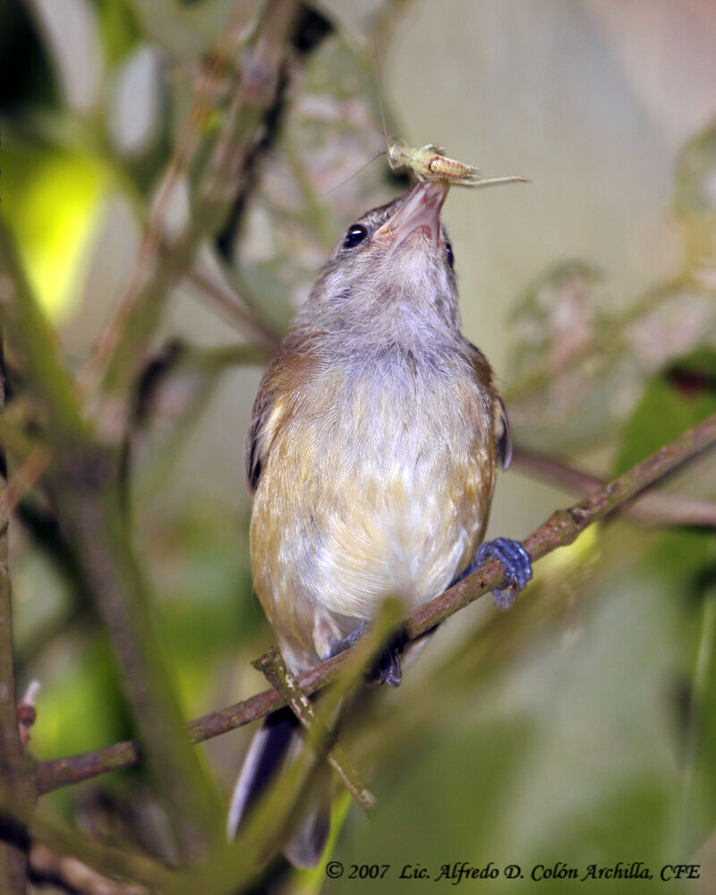 Puerto Rican Vireo