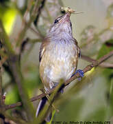 Puerto Rican Vireo