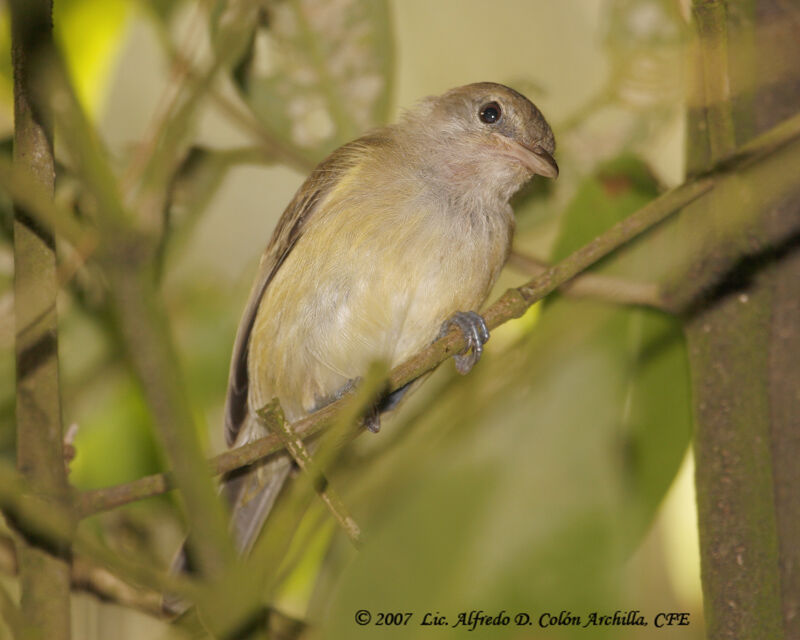 Puerto Rican Vireo