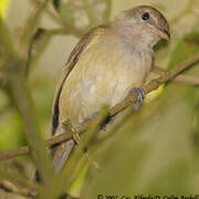 Puerto Rican Vireo