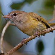 Puerto Rican Vireo