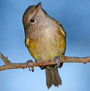 Puerto Rican Vireo