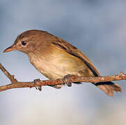 Puerto Rican Vireo