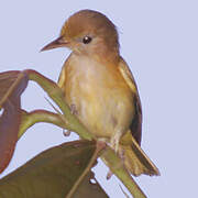 Golden-fronted Greenlet