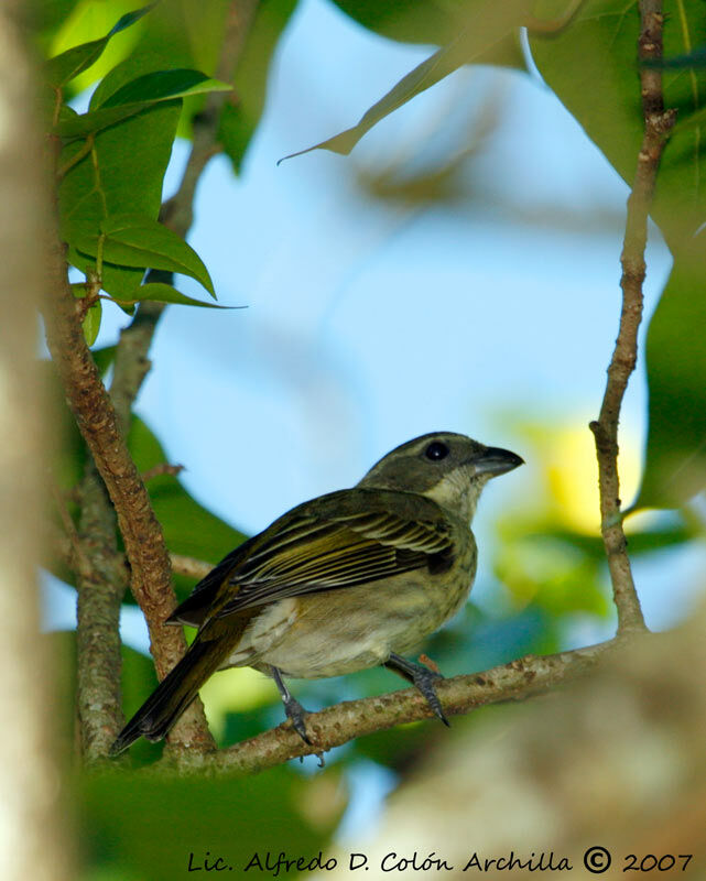 Zéna de Porto Rico femelle