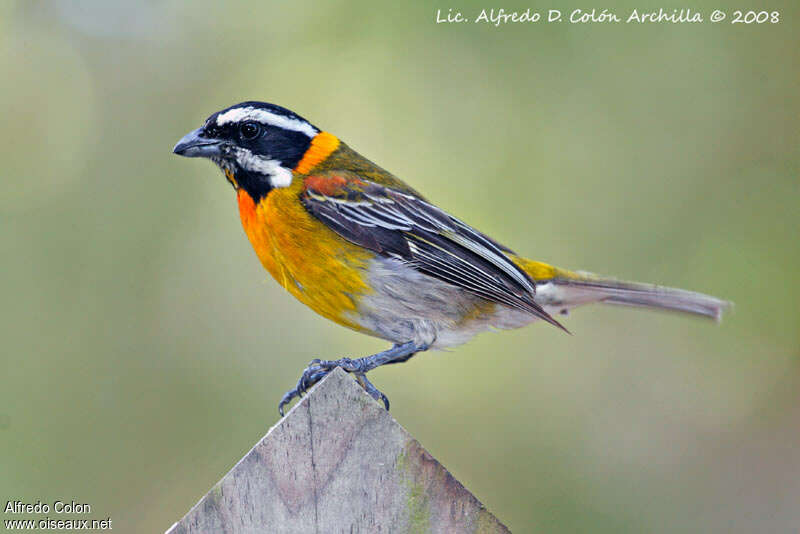 Zéna de Porto Rico mâle adulte, identification