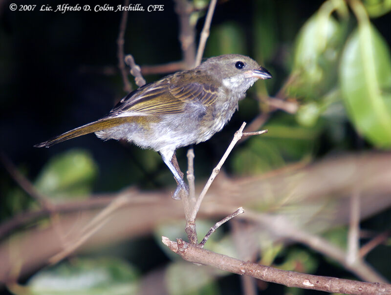 Puerto Rican Spindalis female adult