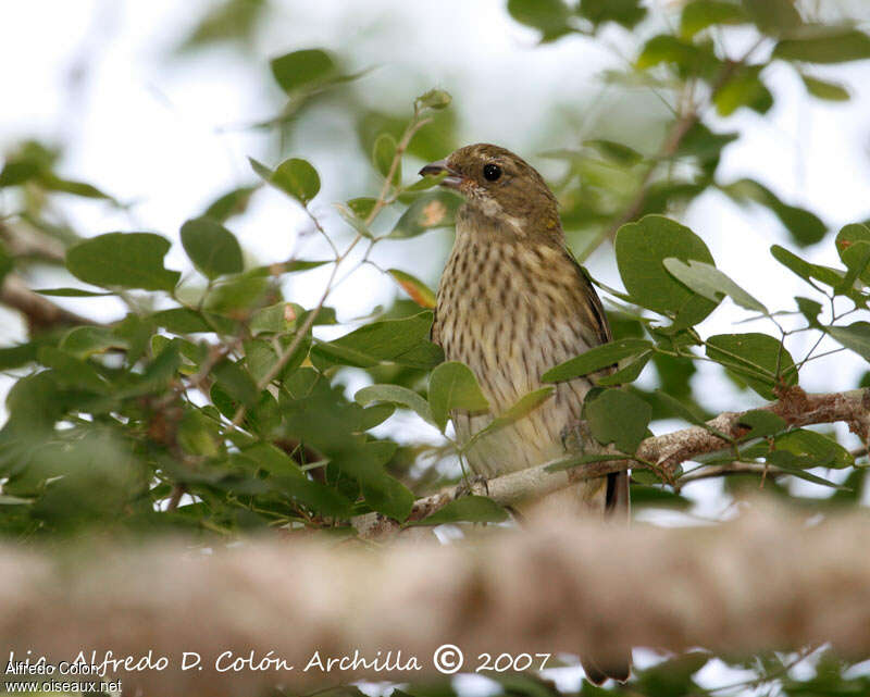 Puerto Rican Spindalis female adult