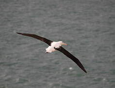 Northern Royal Albatross