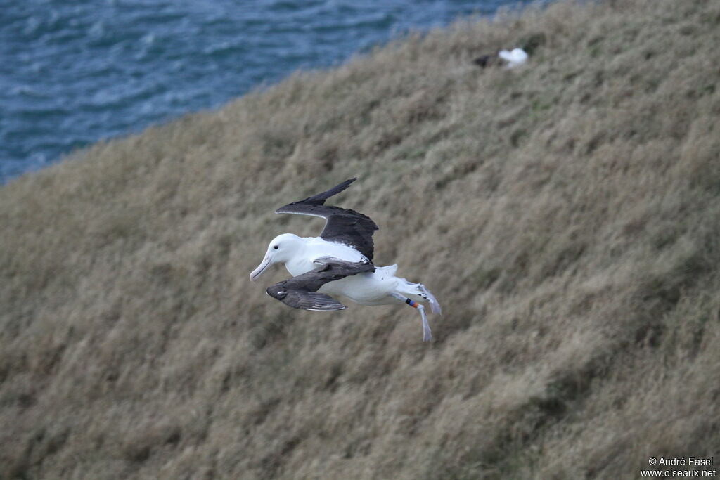 Northern Royal Albatross