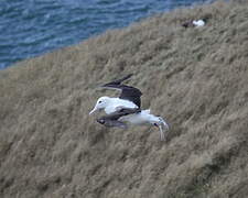 Northern Royal Albatross