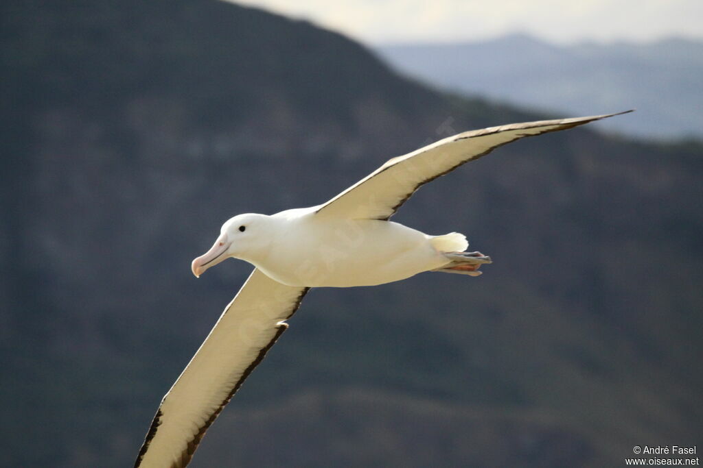 Northern Royal Albatross