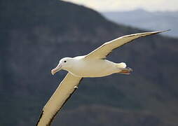 Northern Royal Albatross