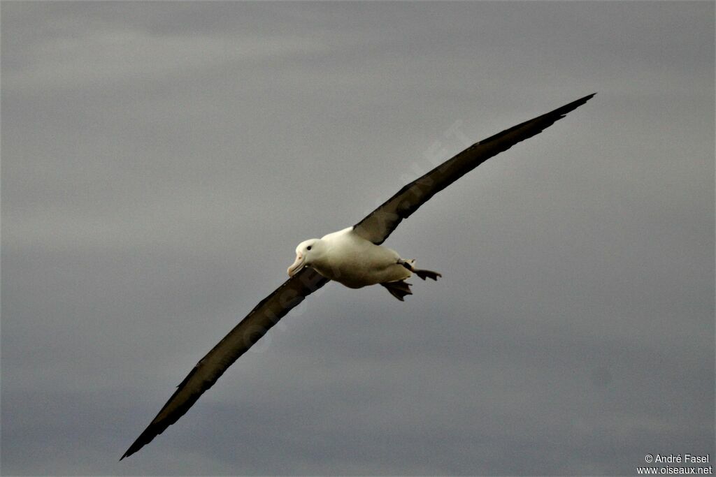 Albatros royal du Nord