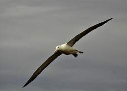 Northern Royal Albatross