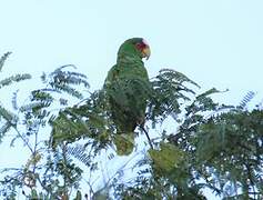 White-fronted Amazon