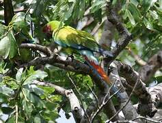 Great Green Macaw