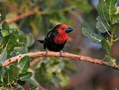 Black-billed Barbet