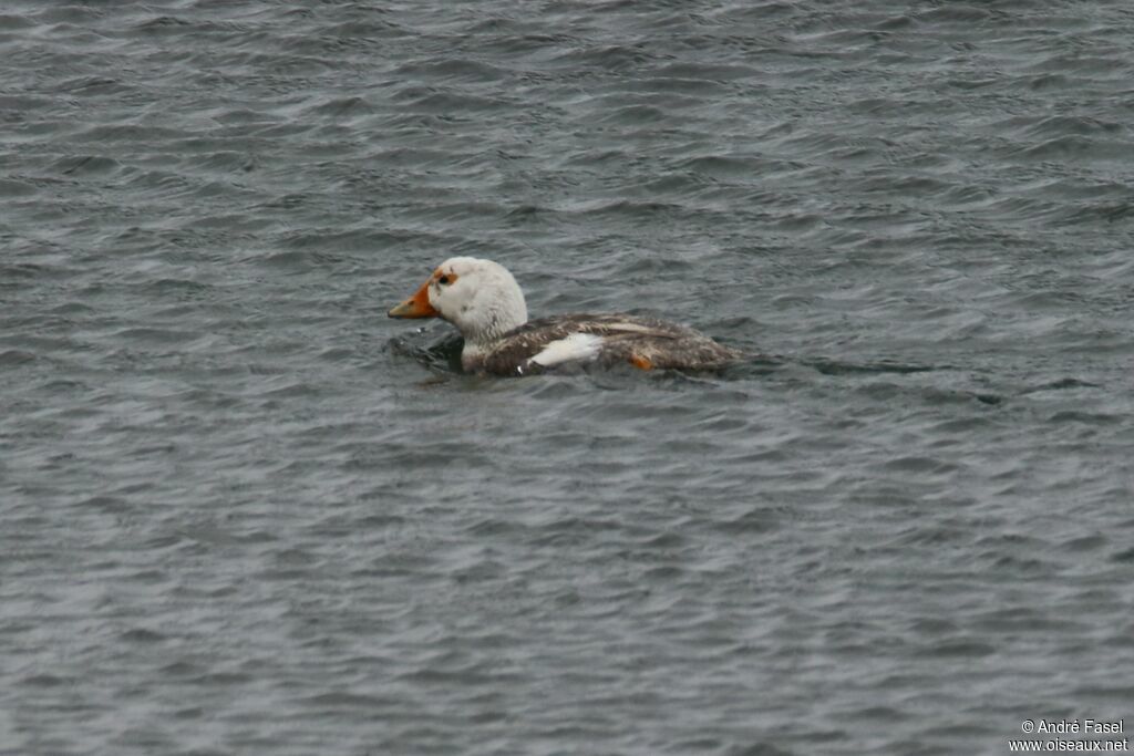 Chubut Steamer Duck male