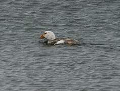 Chubut Steamer Duck