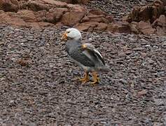 Chubut Steamer Duck