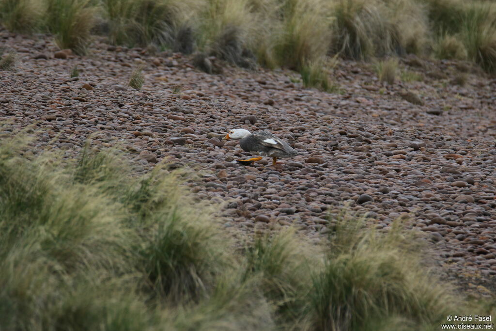 Chubut Steamer Duck