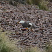 Chubut Steamer Duck