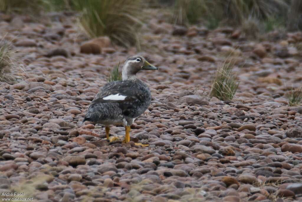 Chubut Steamer Duck female adult, identification