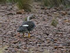 Chubut Steamer Duck