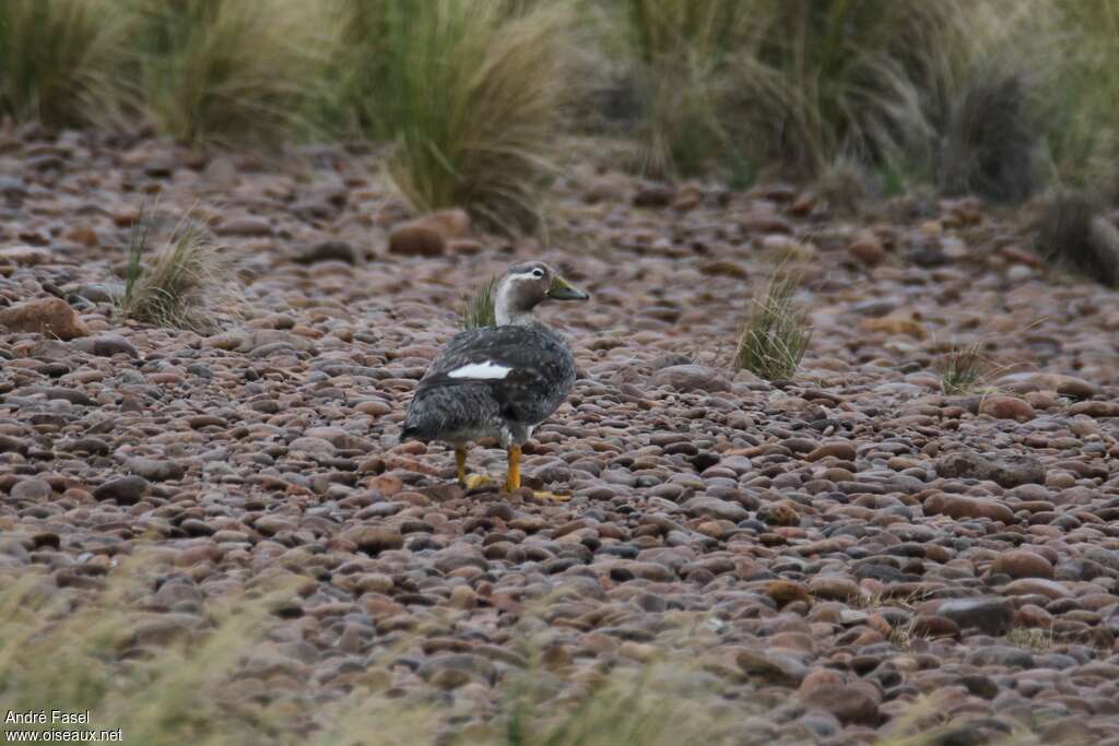 Chubut Steamer Duck female