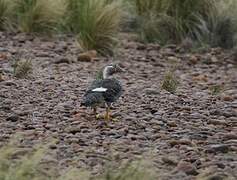 Chubut Steamer Duck