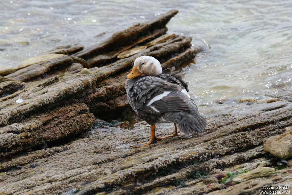 Falkland Steamer Duck