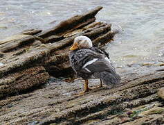 Falkland Steamer Duck