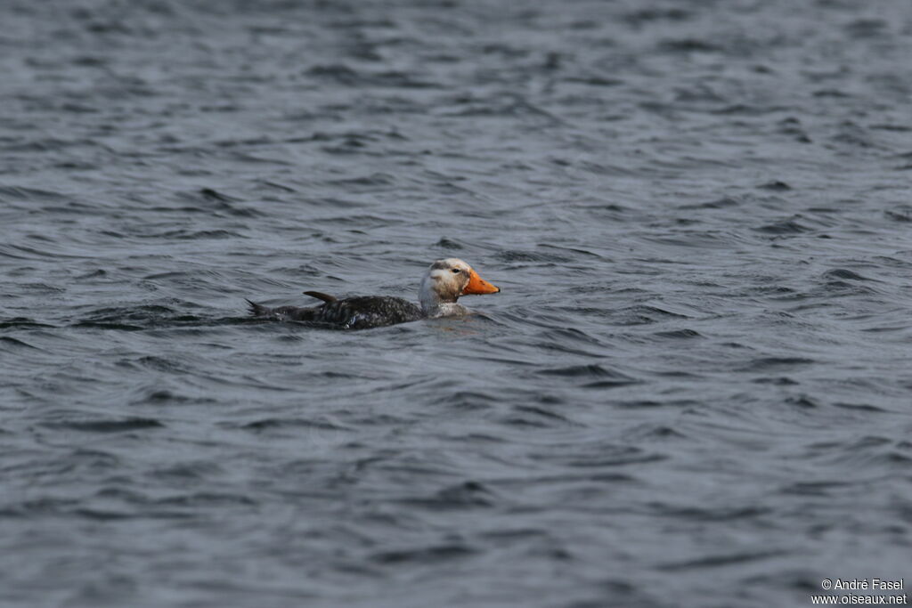 Falkland Steamer Duck