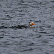 Falkland Steamer Duck