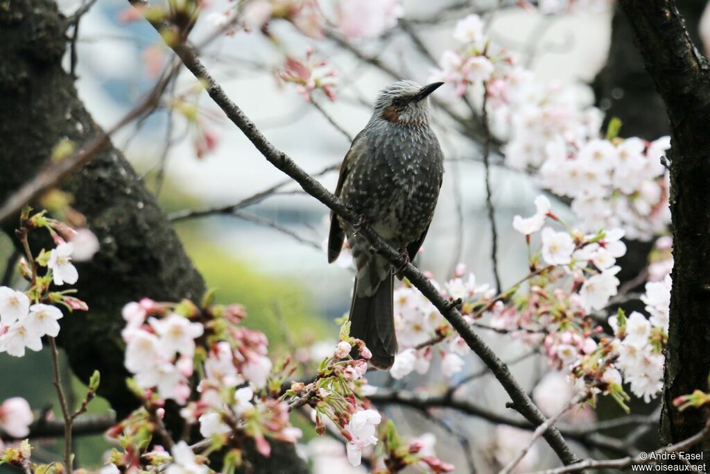 Brown-eared Bulbul