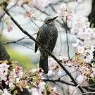 Bulbul à oreillons bruns