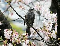 Bulbul à oreillons bruns