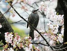 Brown-eared Bulbul