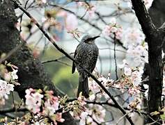 Brown-eared Bulbul