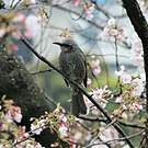 Bulbul à oreillons bruns