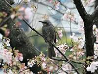 Bulbul à oreillons bruns