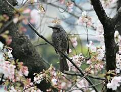 Brown-eared Bulbul