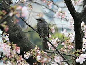 Bulbul à oreillons bruns