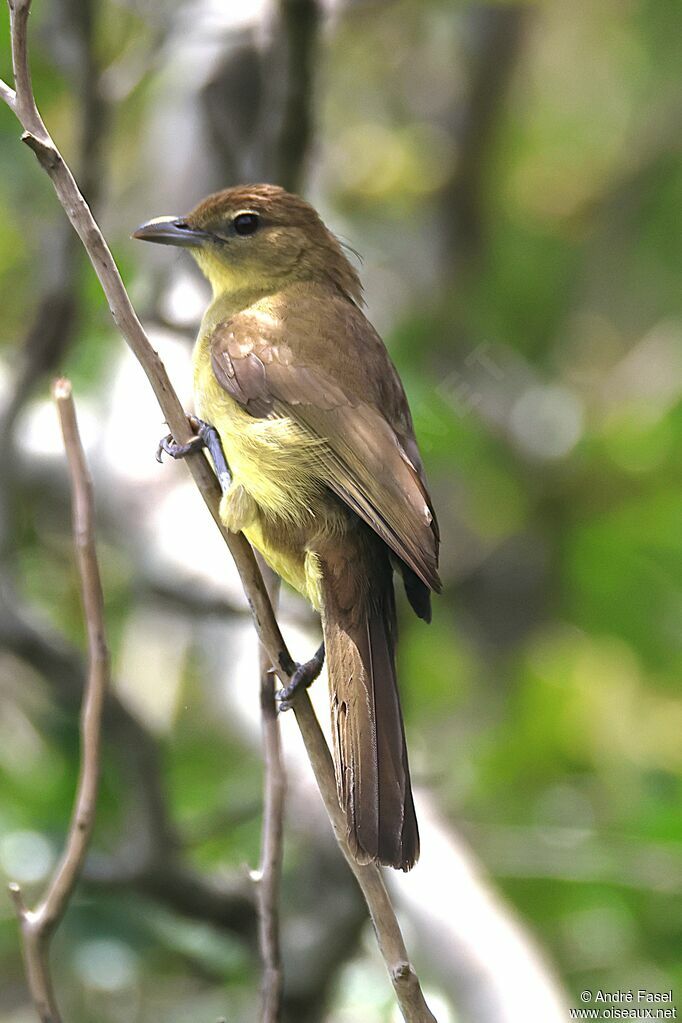 Yellow-bellied Greenbul