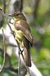 Bulbul à poitrine jaune