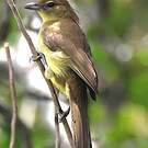 Bulbul à poitrine jaune